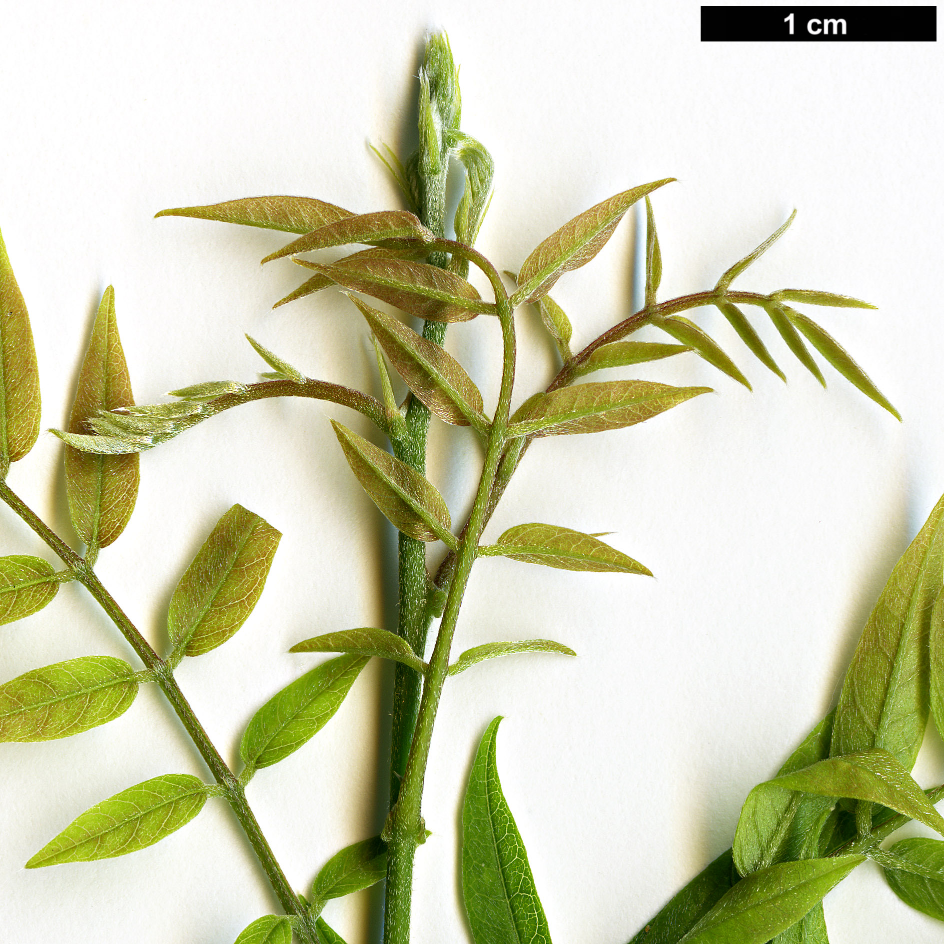 High resolution image: Family: Fabaceae - Genus: Wisteria - Taxon: floribunda - SpeciesSub: f. microphylla 'Hime'